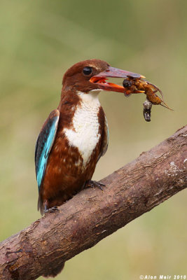 White throated King_fisher with river frog8990.jpg