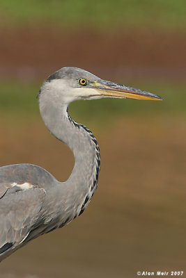 Grey heron Ardea 5733 