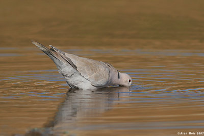 collared dove5836 copy.jpg