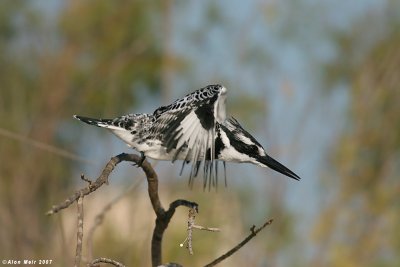  Pied King_fisher 7262.
