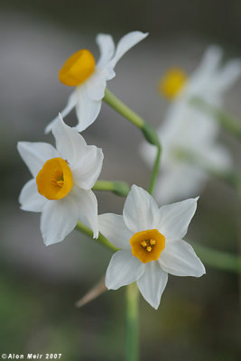 Narcissus 8223. 
