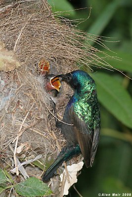 Palestine sunbird nestlimg feeding 2459-1.jpg