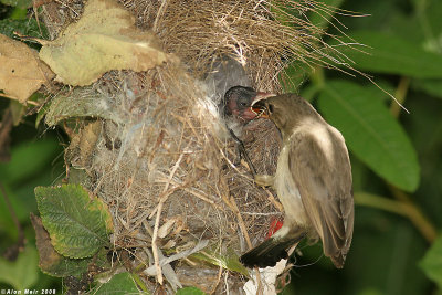 Palestine sunbird nestlimg feeding 2479.jpg