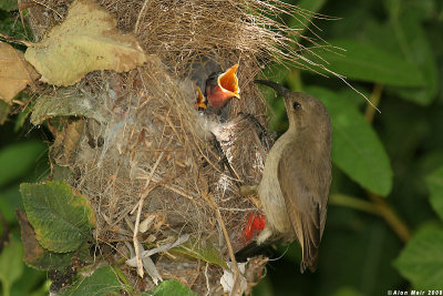 Palestine sunbird nestlimg feeding 2489.jpg