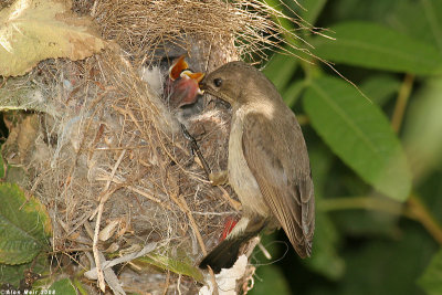Palestine sunbird nestlimg feeding 2499.jpg