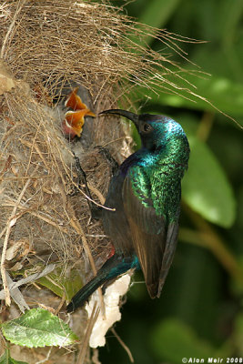 Palestine sunbird nestlimg feeding 2514.jpg