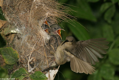 Palestine sunbird nestlimg feeding 2701.jpg