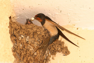 Barn_swallow nestling feeding 2849.jpg