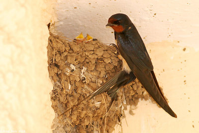 Barn_swallow nestling feeding 2787.jpg