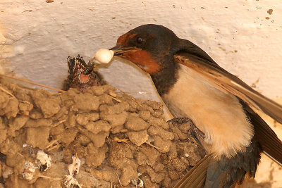 Barn_swallow nestling feeding _2849-2.jpg