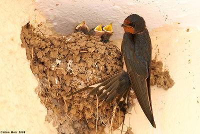 Barn_swallow nestling feeding 2978.jpg