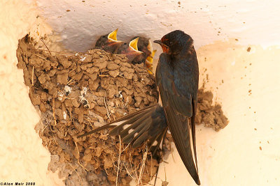 Barn_swallow nestling feeding 2979.jpg