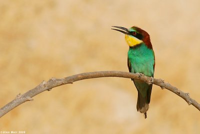   / Bee-eater 3661-1.jpg