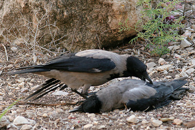 Hooded Crow  eat a freind3443-1.jpg