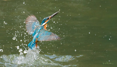 kingfisher_IMG_4519s.jpg