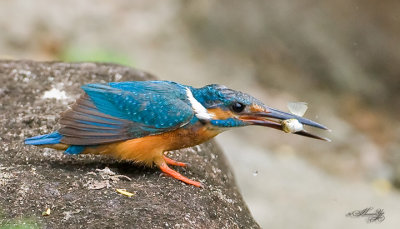 kingfisher_IMG_4676s.jpg