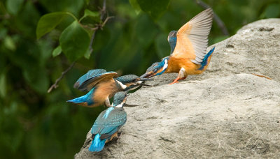 kingfisher_YIPL1019s.jpg