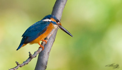 kingfisher_YIPL0704s.jpg