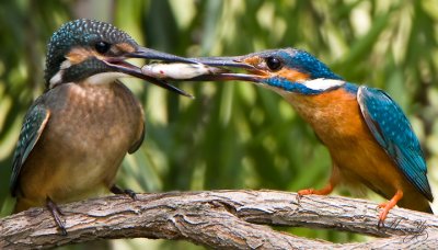 kingfisher_IMG_5132s.jpg