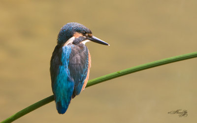 kingfisher_IMG_5001s.jpg