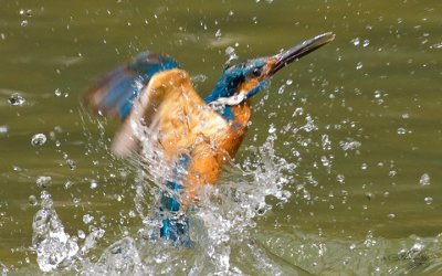 kingfisher_IMG_4576s.jpg