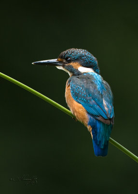 kingfisher_IMG_5657s.jpg