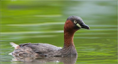 Little Grebe_IMG_5845s.jpg