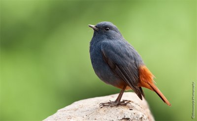 Plumbeous Redstart.jpg