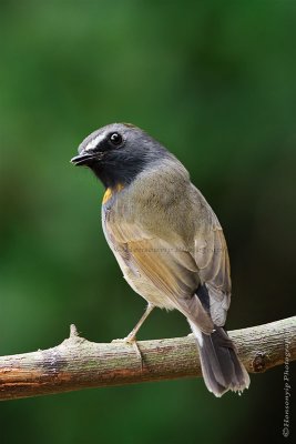 Rufous-gorgeted Flycatcher_IMG_3008.jpg