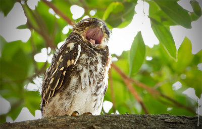 斑頭鵂鶹 Asian Barred Owlet HYIP9056_s.jpg