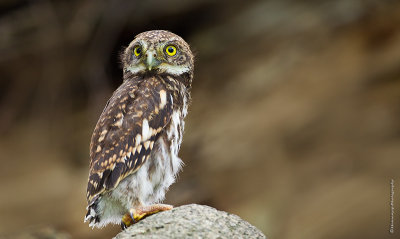 斑頭鵂鶹 Asian Barred Owlet HYIP9522_s.jpg