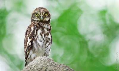 斑頭鵂鶹 Asian Barred Owlet HYIP9546_s.jpg