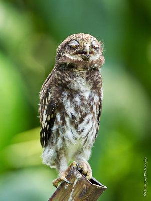斑頭鵂鶹 Asian Barred Owlet HYIP9639_s.jpg