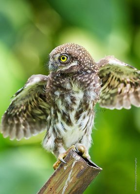 斑頭鵂鶹 Asian Barred Owlet HYIP9659_s.jpg