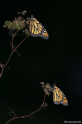 Monarchs at Dusk