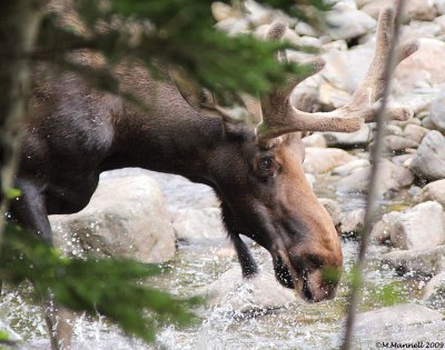 Moose Dive