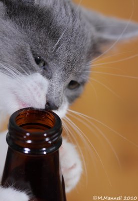 Beer Kitty