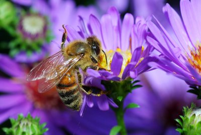 Pollen Scramble