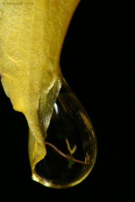 Forsythia Drip