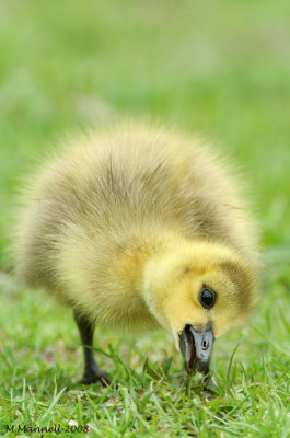 Gosling Grows on Grass