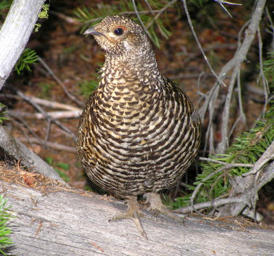 Spruce Grouse (female) Image 23