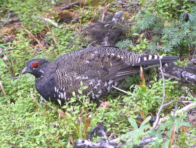 Spruce Grouse (male) Image 12