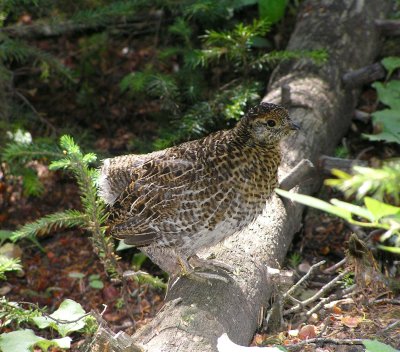Spruce grouse (chick) Image 29