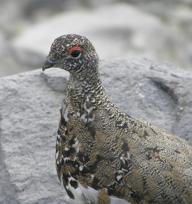 Profile of White tailed ptarmigan (male)