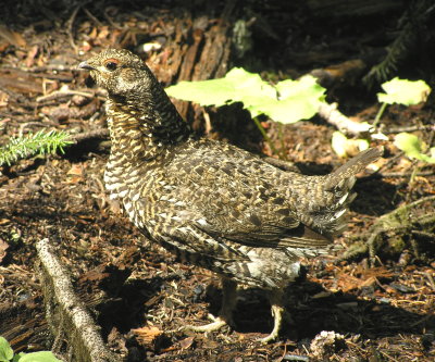 Spruce grouse (female)