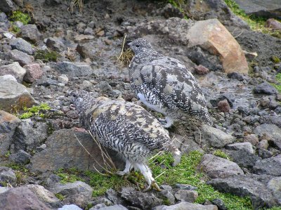 White tailed ptarmigan (Female-Left/Male-Right)
