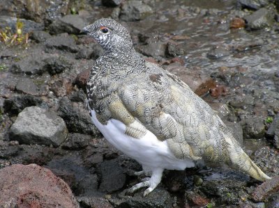 White tailed Ptarmigan (male)