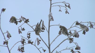 Common Redpolls feeding quad