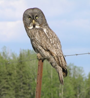 Great Gray Owl