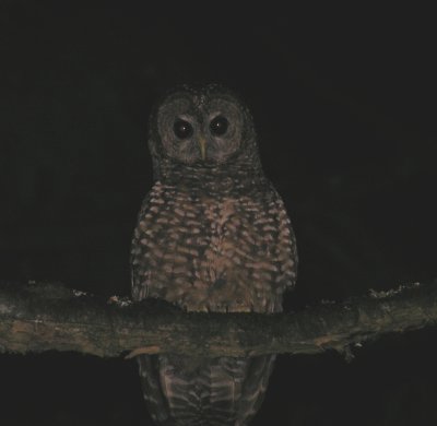 Spotted Owl